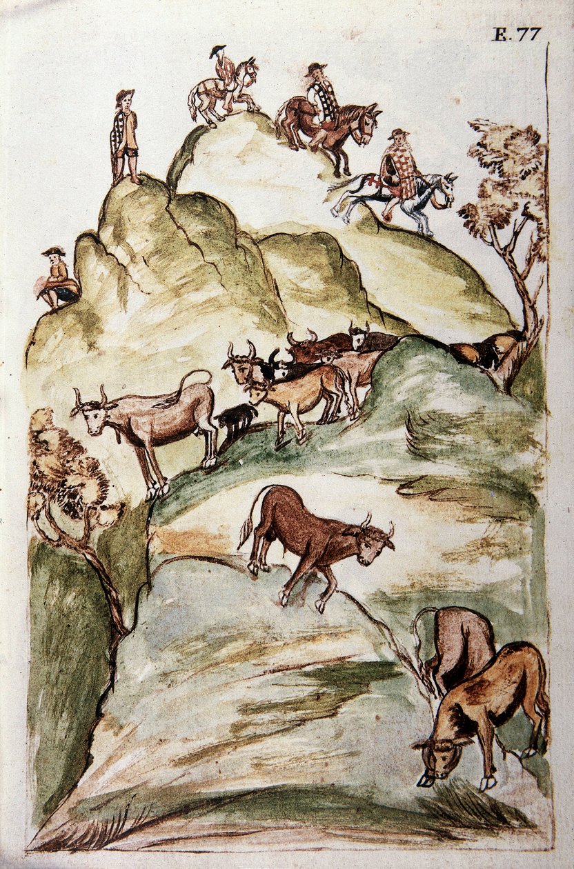 A tehenek őrzői, akik körülvesznek egy tehéncsoportot a hegyekben, hogy elkapják őket, Baltazar Martinez Companion és Bujanda, Trujillo püspöke (1782-1785) „Trujillo del Peru” vagy „Codex Martinez Companion” című könyvéből alkotó: Unknown artist