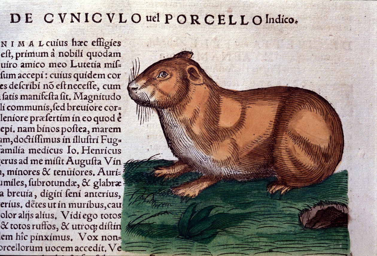 A tengerimalac a Historia animalium nyomán, Konrad Gesner, Tiguri alkotó: Unknown artist