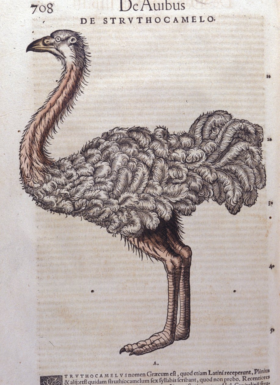 A strucc – az állatok történetéből Konrad Gesner, Tiguri alkotó: Unknown artist