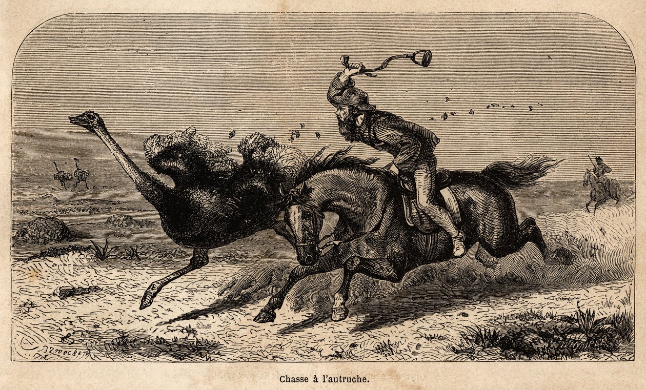 Fényképből készült struccvadászat William Charles Baldwin afrikai vadászatának történetének illusztrálására 1852 és 1860 között. Metszet a „Le tour du monde”-ban, szerkesztette Edouard Charton alkotó: Unknown artist