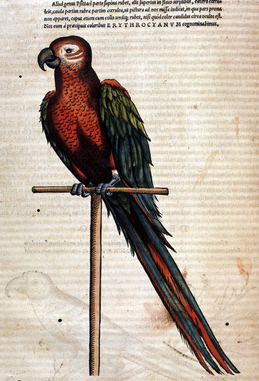A papagáj a Historia Animalium után, Conrad Gesner, Tiguri 1560. Biblioteca Nazionale Braidense. Milánó alkotó: Unknown artist