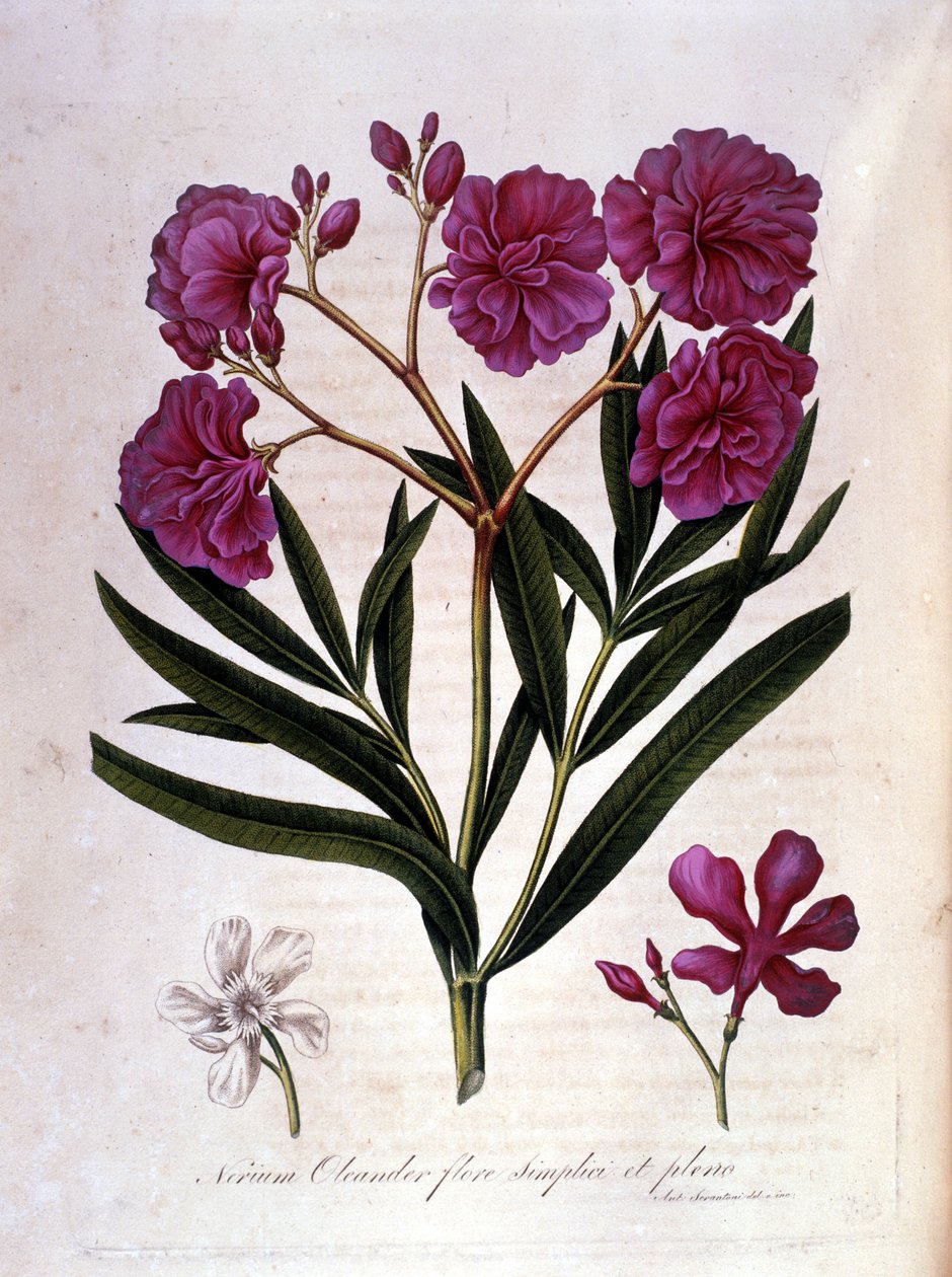 A rózsaszín babér (oleander) - 18. századi herbárium. alkotó: Unknown artist