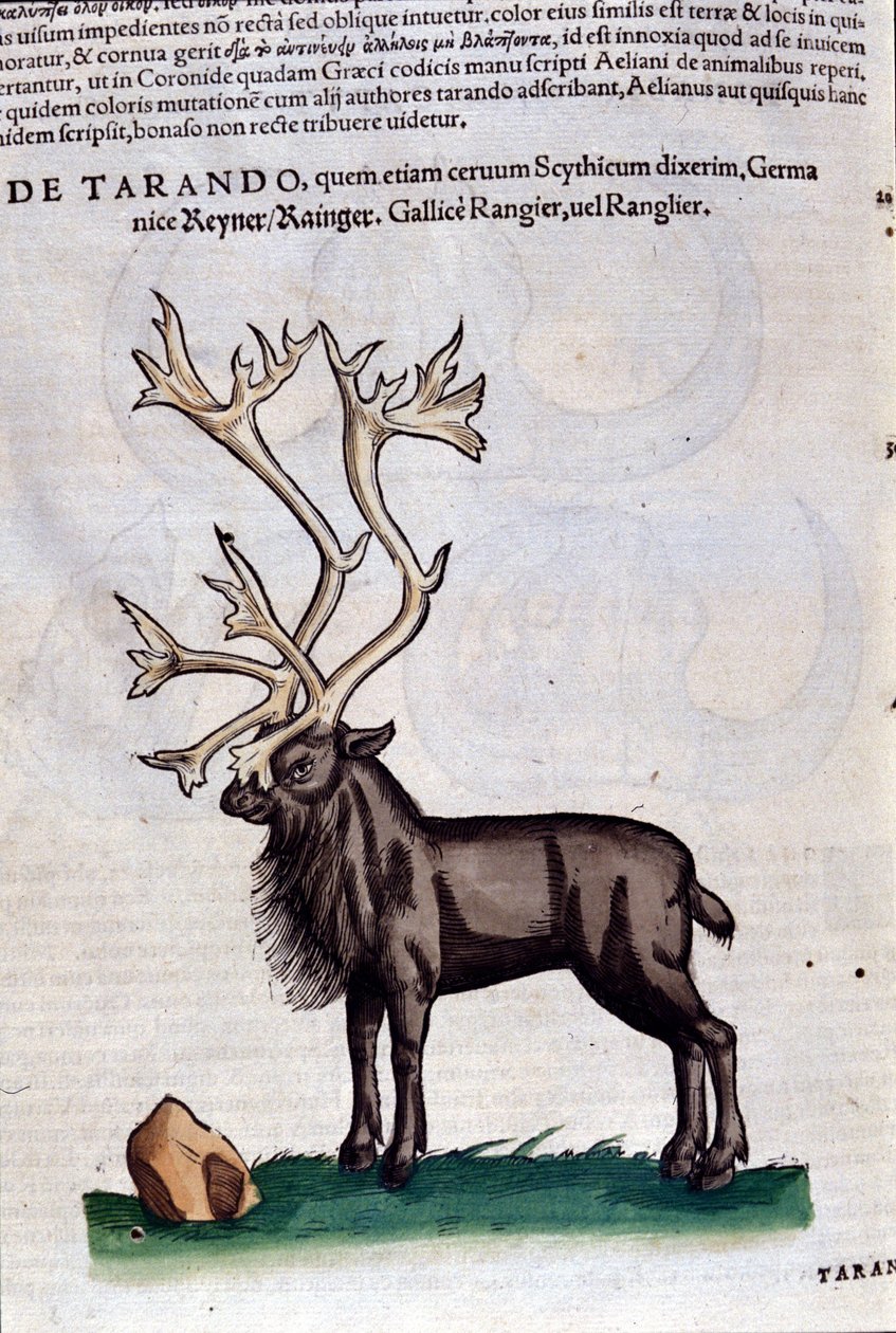 A rénszarvas a Historia animalium nyomán, Konrad Gesner, Tiguri alkotó: Unknown artist