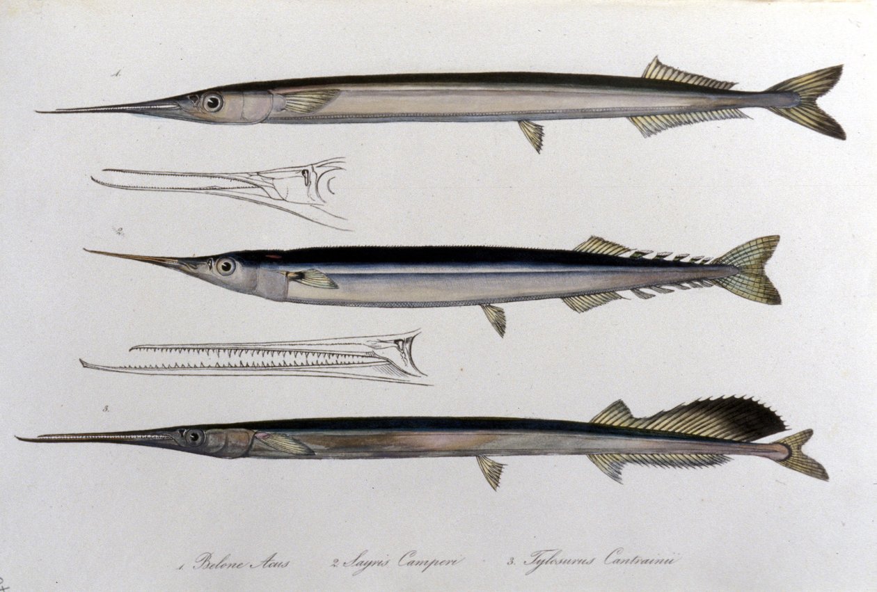 A tengeri tű. Természettudományi tábla. 19. század. alkotó: Unknown artist