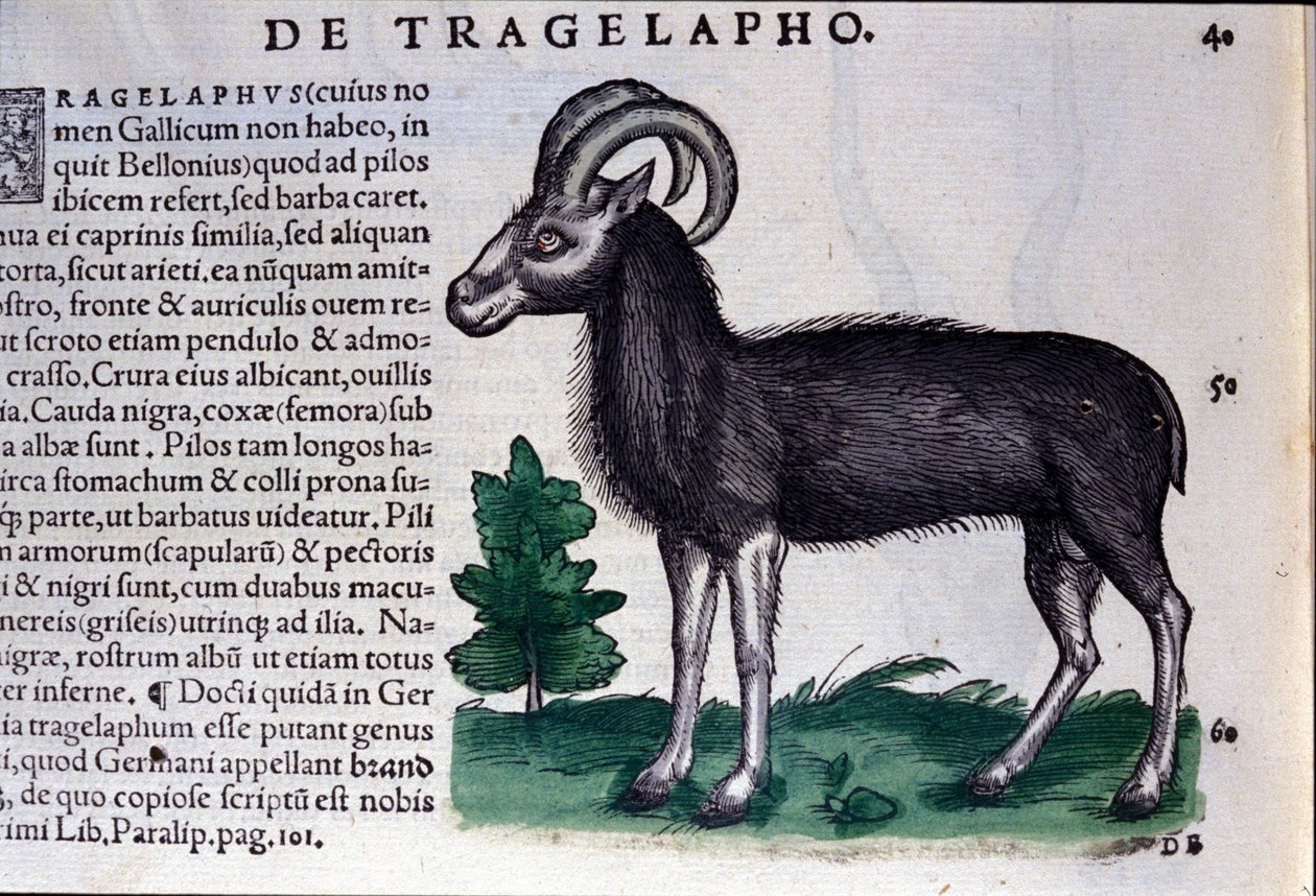 Conrad Gesner (1516-1565), Tiguri a Historia Animalium birkák alkotó: Unknown artist