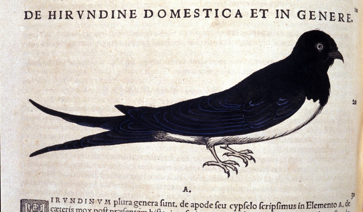 A fecske a Historia animalium után, Konrad Gesner, Tiguri alkotó: Unknown artist