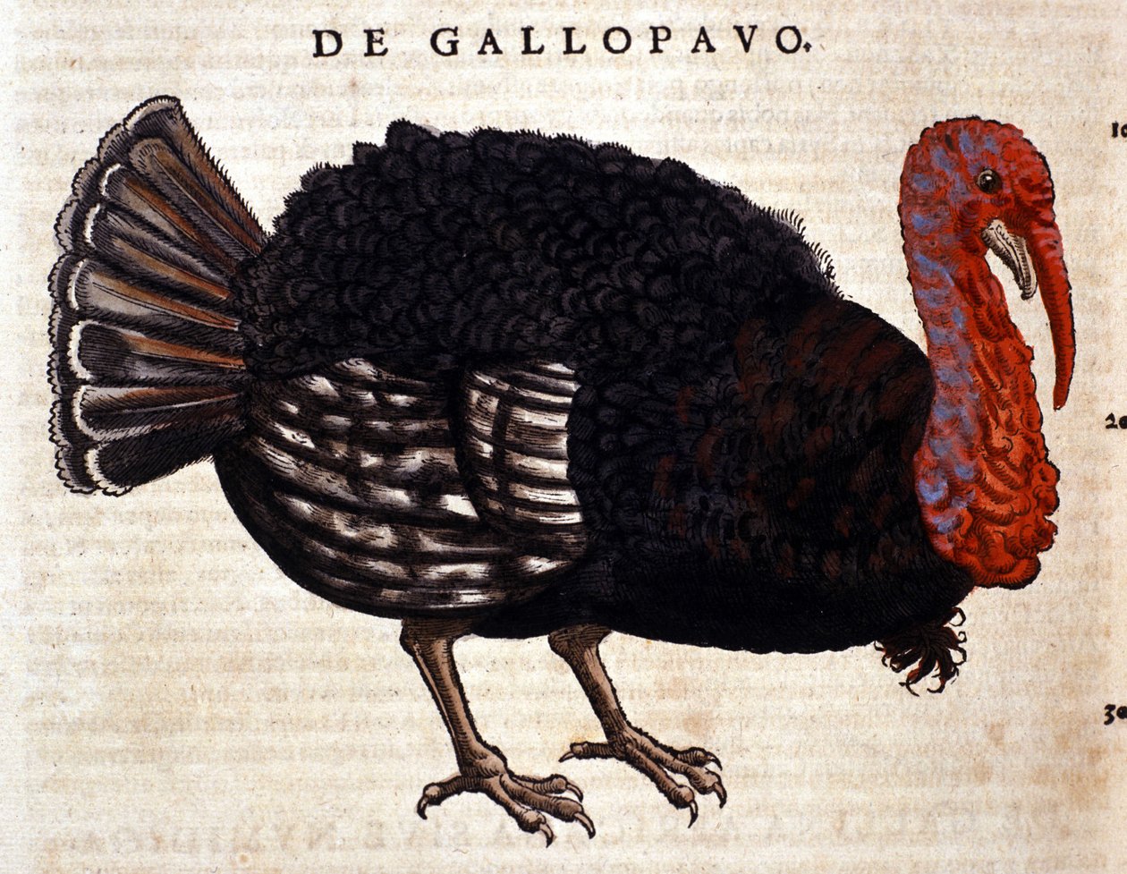 A pulyka Conrad Gesner Historia Animaliuma nyomán, Tiguri 1560. Biblioteca Nazionale Braidense. Milánó alkotó: Unknown artist