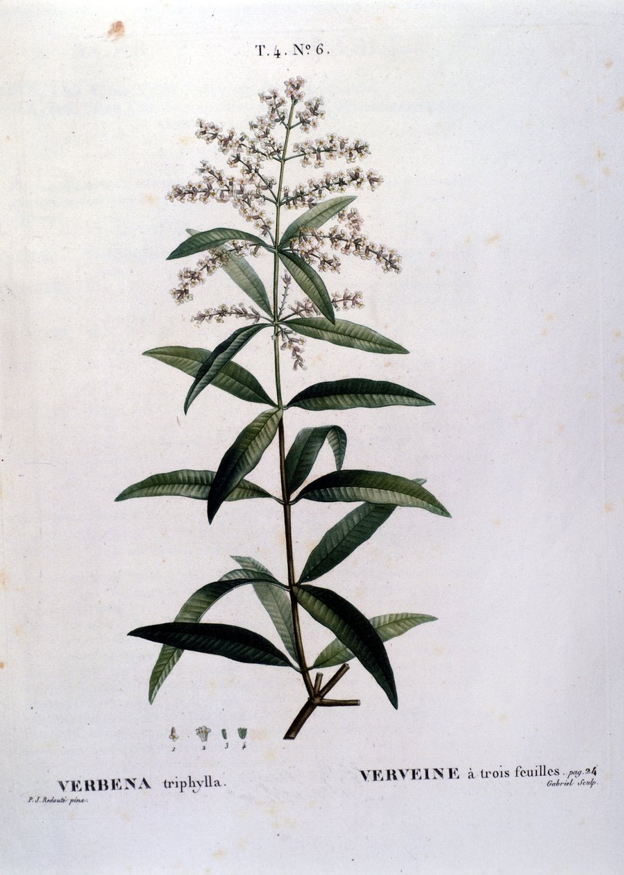 A verbéna. 19. századi metszet. alkotó: Unknown artist