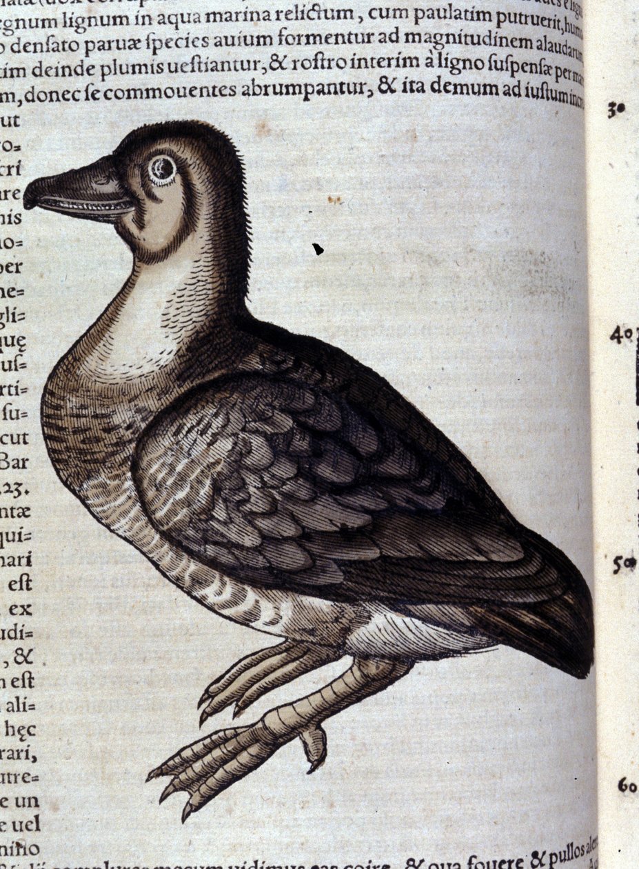 A vadlúd a Historia animalium nyomán, Konrad Gesner, Tiguri alkotó: Unknown artist