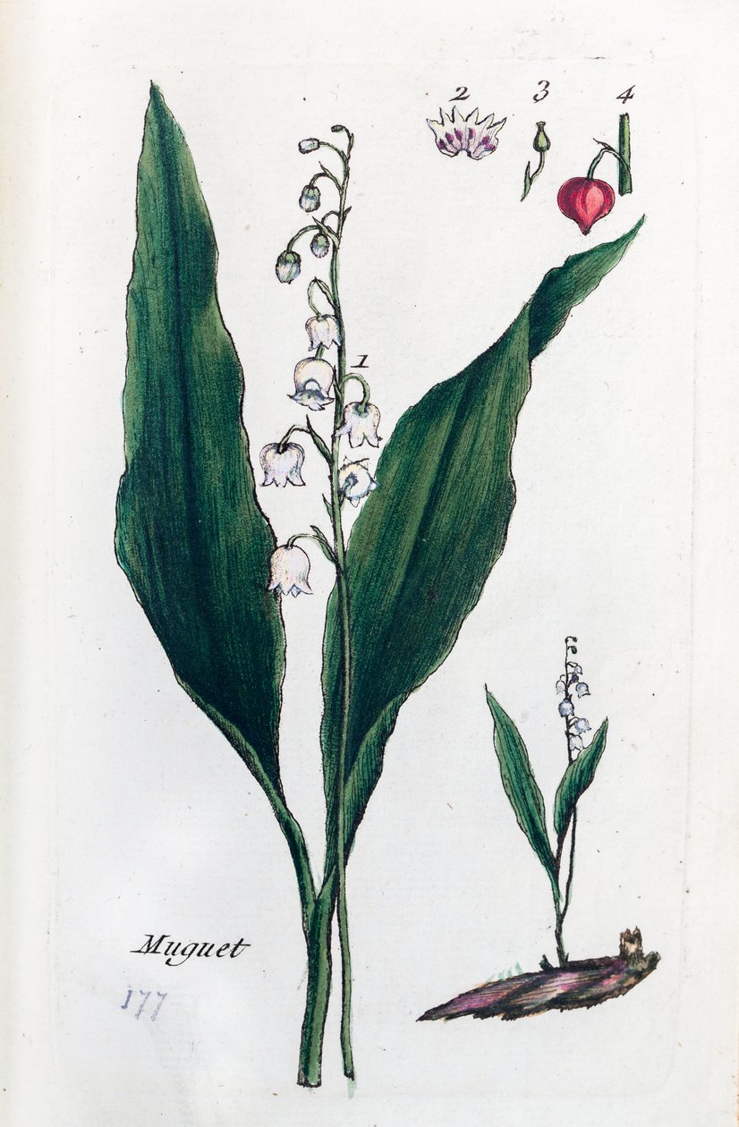  alkotó: Unknown artist