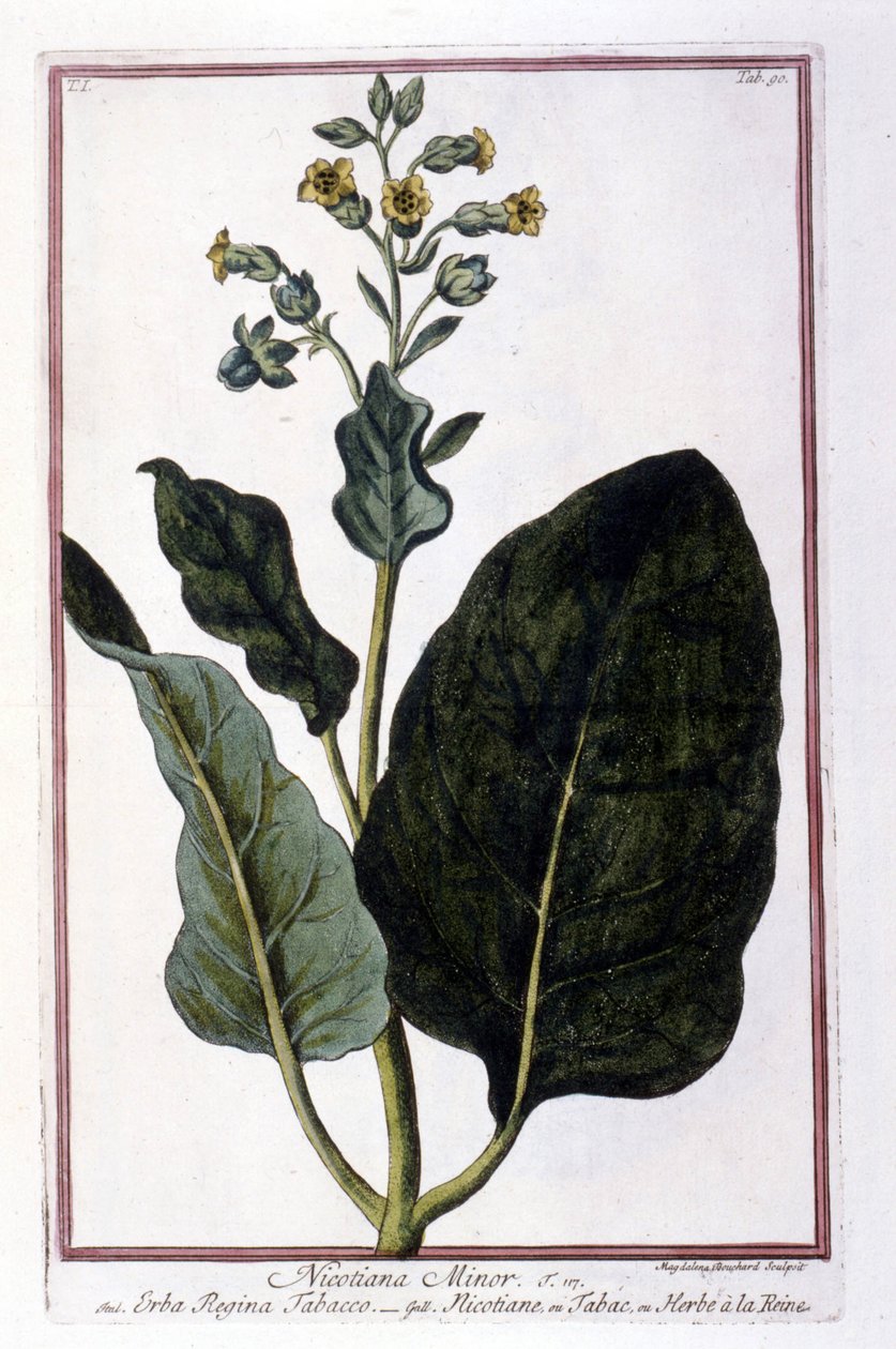 Dohánynövény (Nicotiana Minor). Botanikai tábla egy 18. századi herbáriumból. alkotó: Unknown artist