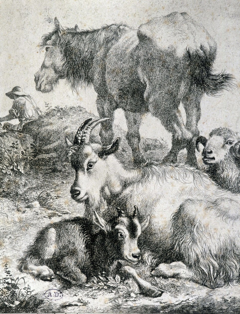 Trauter ló, kecske, kecske és kos - metszet alkotó: Unknown artist