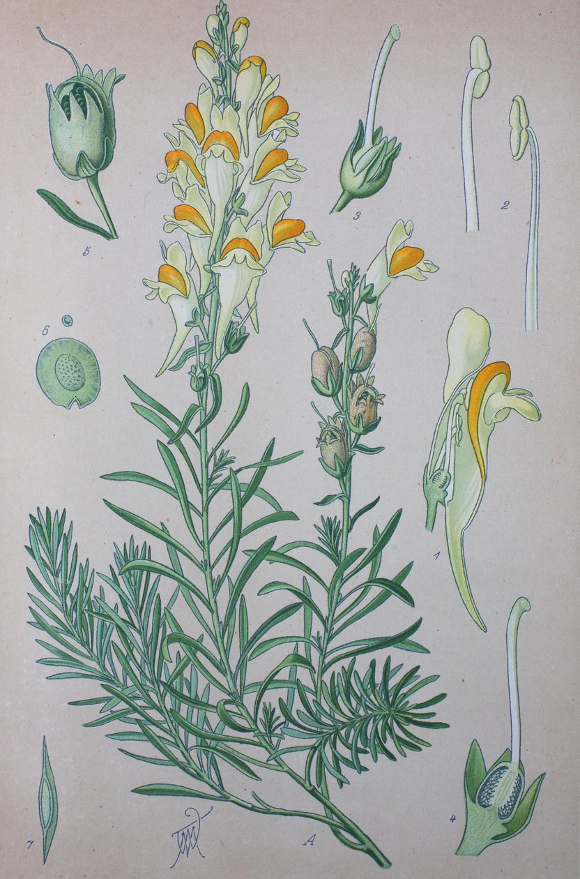 Valódi varangy (Linaria), a nemzetség növényfajai, közönséges varangy, közönséges varangy alkotó: Unknown artist