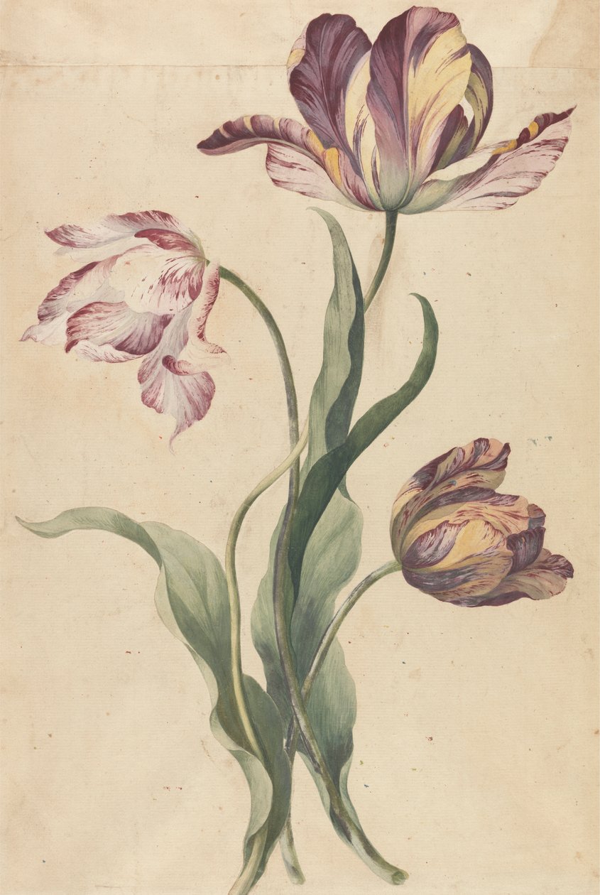 Tulipánok alkotó: Unknown artist