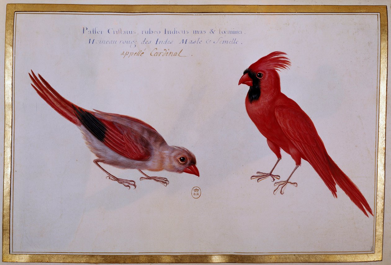 Két bíboros madár, az indiai vörös veréb. századi madártani tábla. Paris, B.N. alkotó: Unknown artist