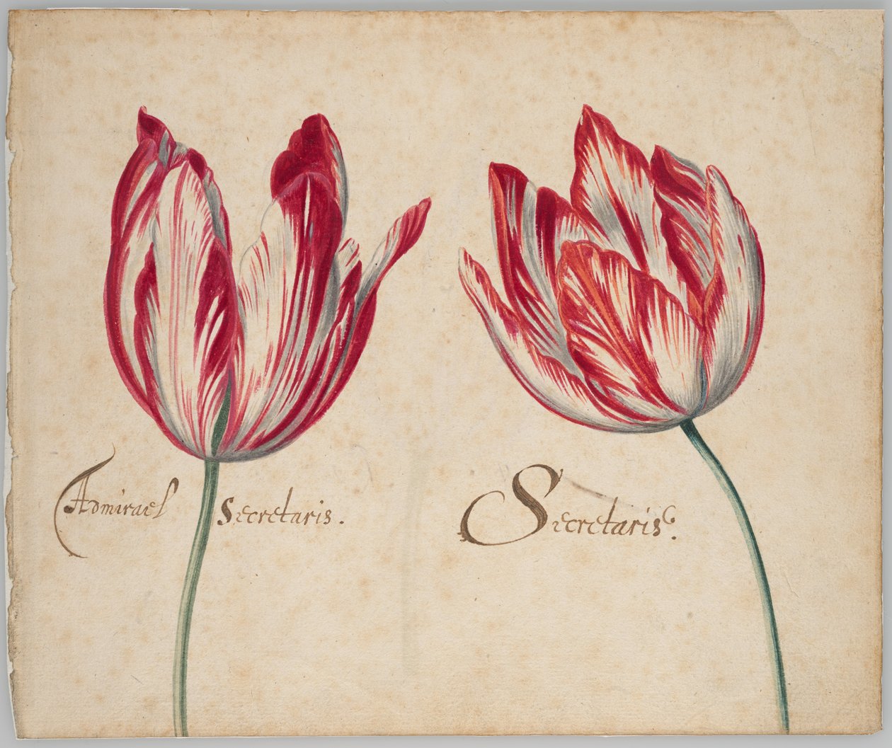 Két tulipán (recto); Egy tulipán (verso) alkotó: Unknown artist