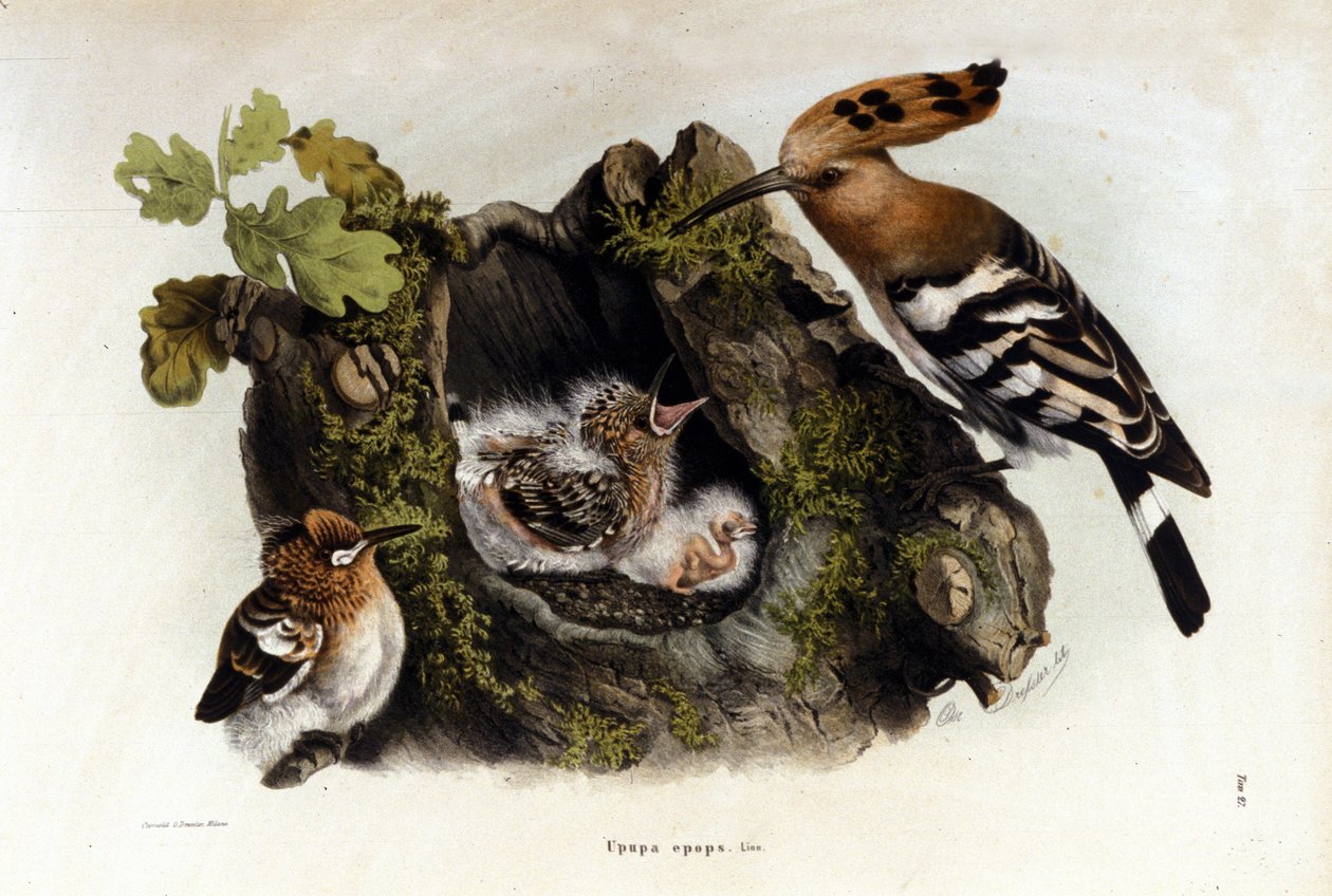 Ismeretlen kép alkotó: Unknown artist