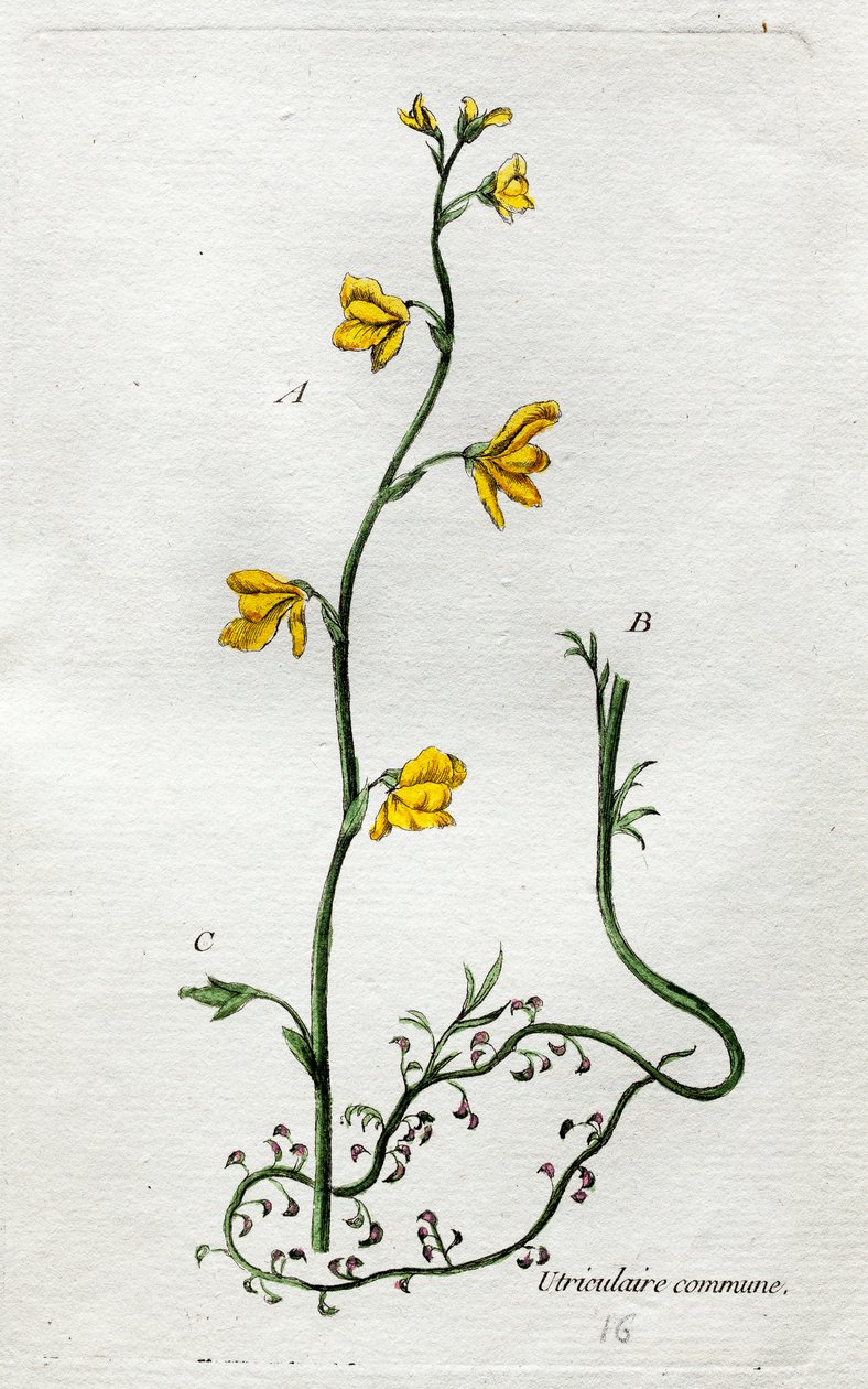  alkotó: Unknown artist
