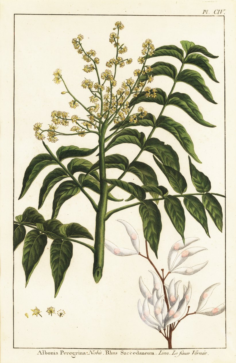 Lakkfa, Ailanthus altissima vagy viaszfa, Rhus succedanea alkotó: Unknown artist