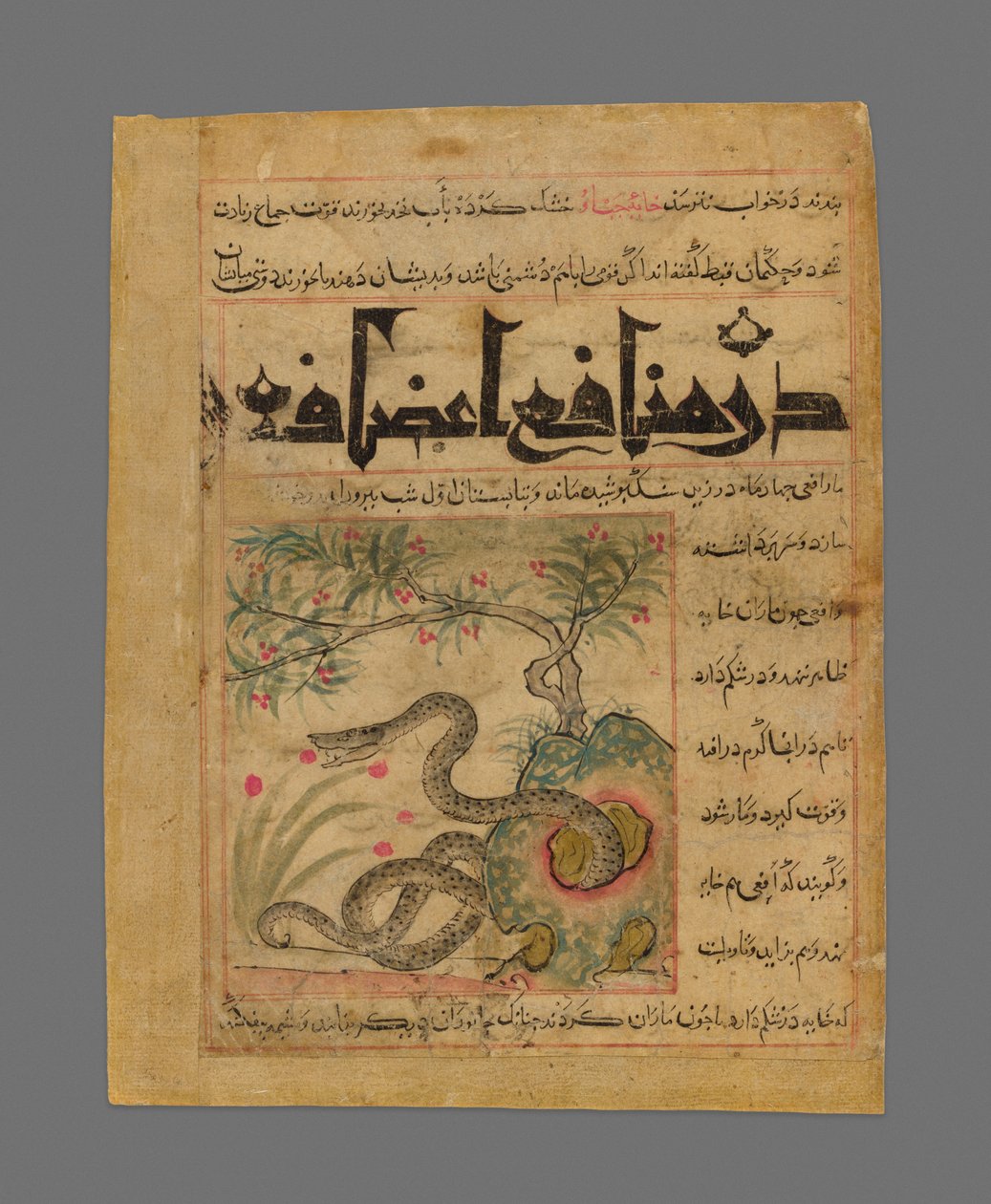 Vipera egy sziklás kertben Ibn Bakhtishu