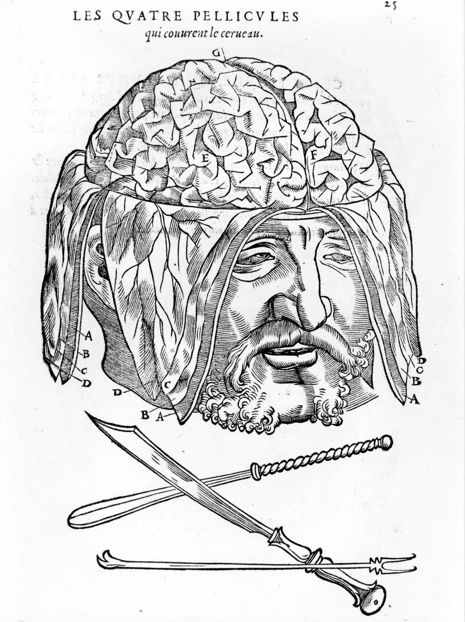 Walter Hermann Ryff: Az emberi test minden részének anatómiai leírása: az agy. Párizs 1545 alkotó: Unknown artist