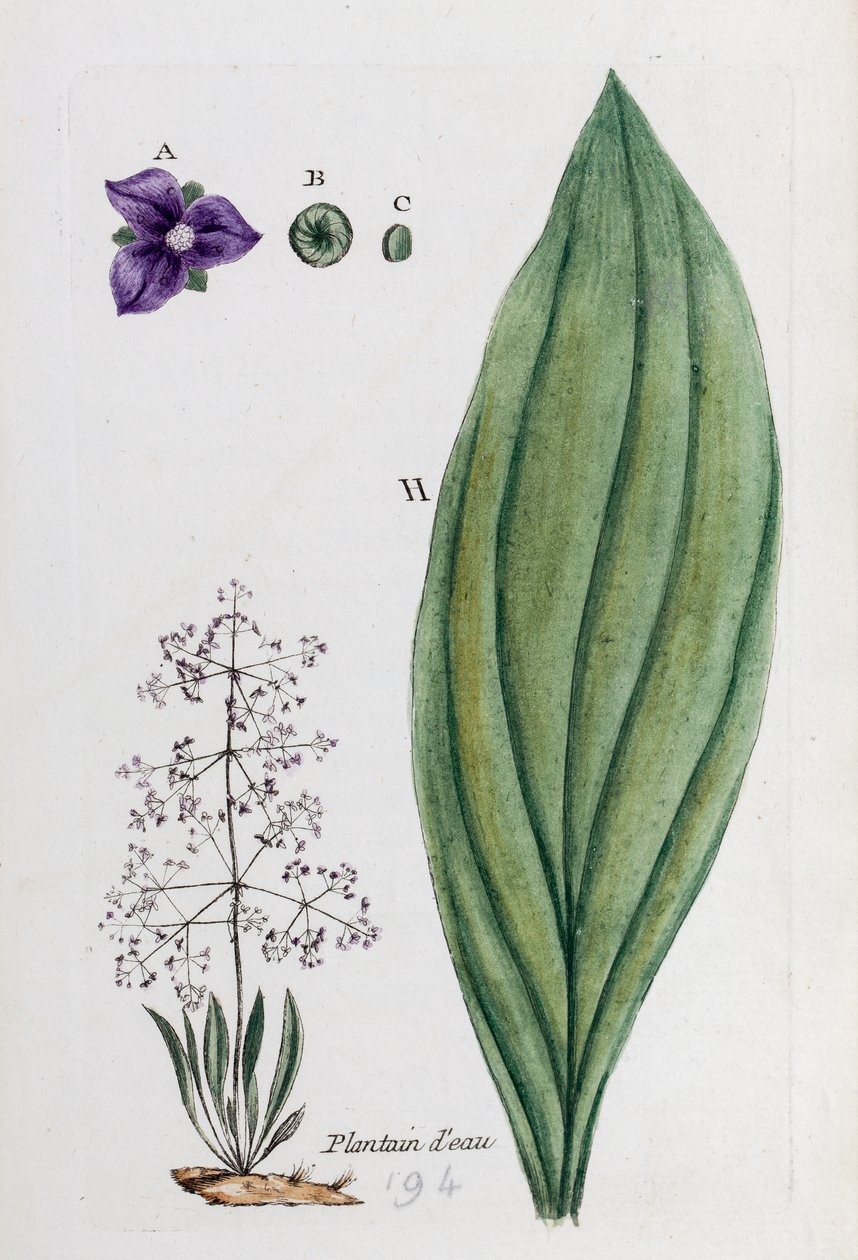 alkotó: Unknown artist