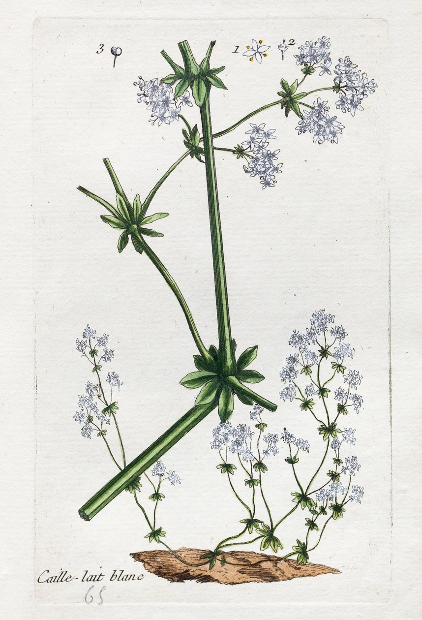 Fehér fürj vagy puha szalma alkotó: Unknown artist