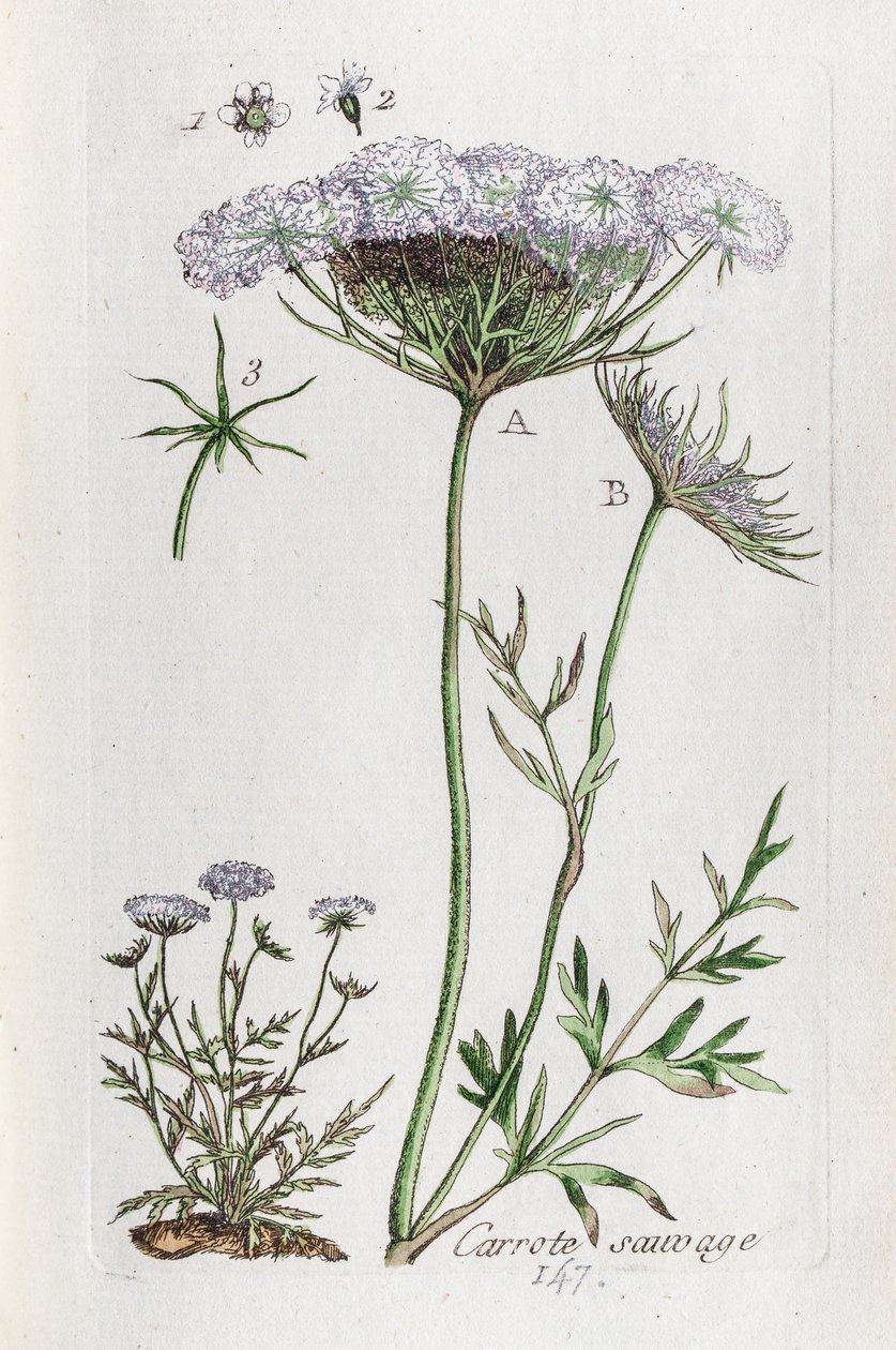  alkotó: Unknown artist