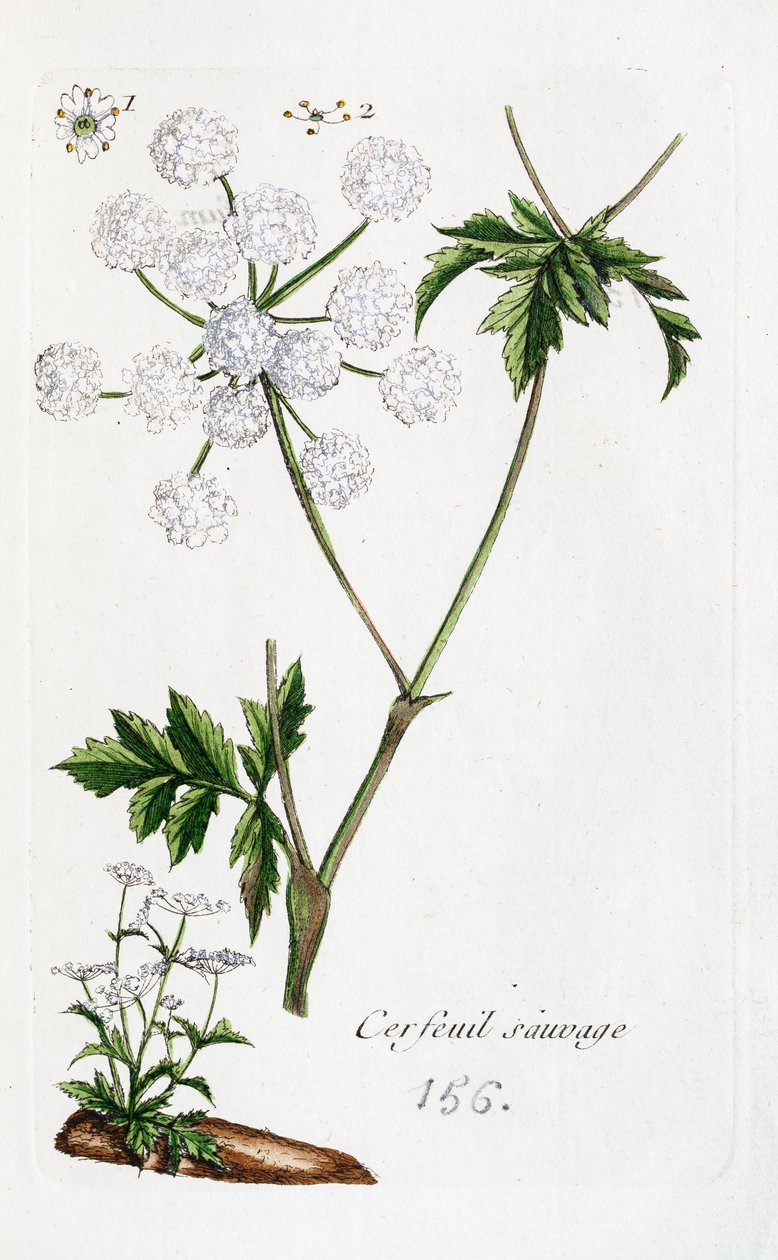  alkotó: Unknown artist