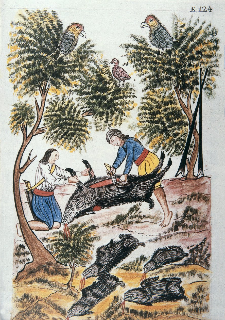 A fiatal indiánok vaddisznót mészárolnak, Baltazar Martinez Compañón y Bujanda, Trujillo püspöke (1782-1785) „Trujillo del Peru” vagy „Códice Martínez Compañón” című könyvéből alkotó: Unknown artist