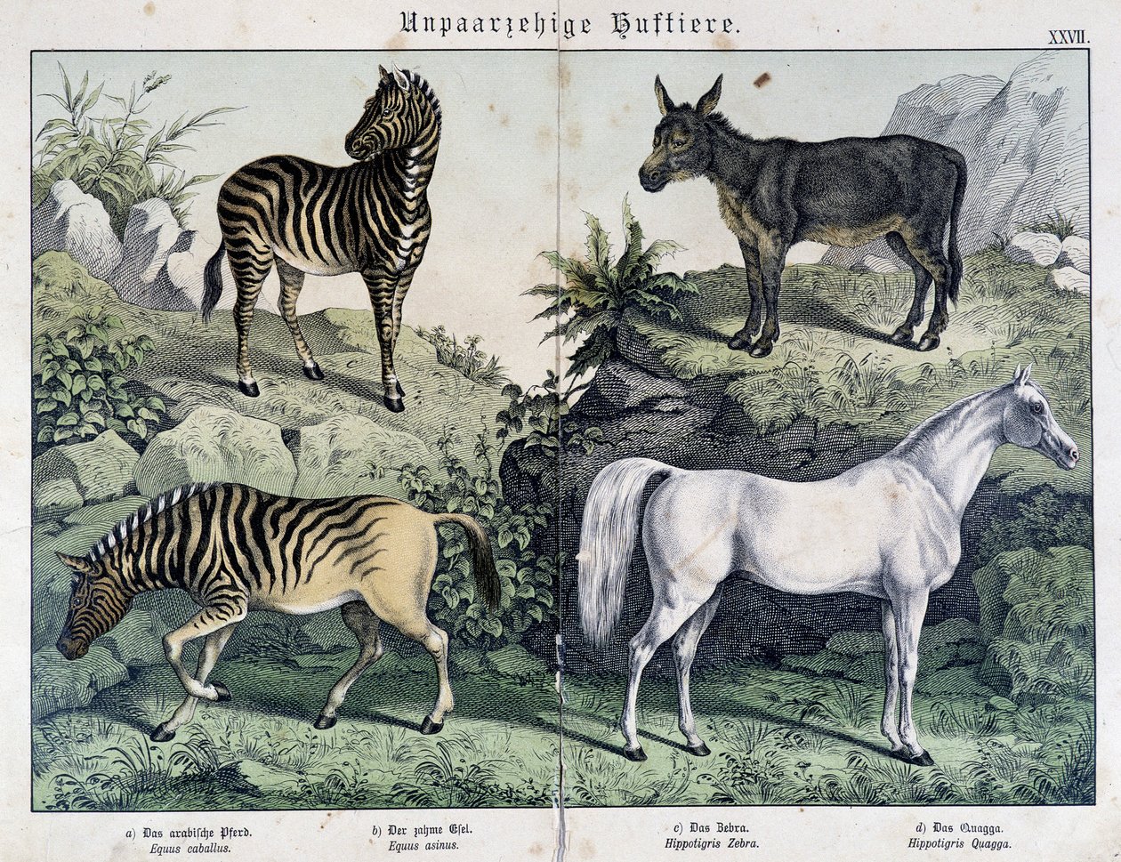 Zebrák, szamár és ló – a „Histoires naturelles des mammals” című könyvben, szerk. Schreiber alkotó: Unknown artist