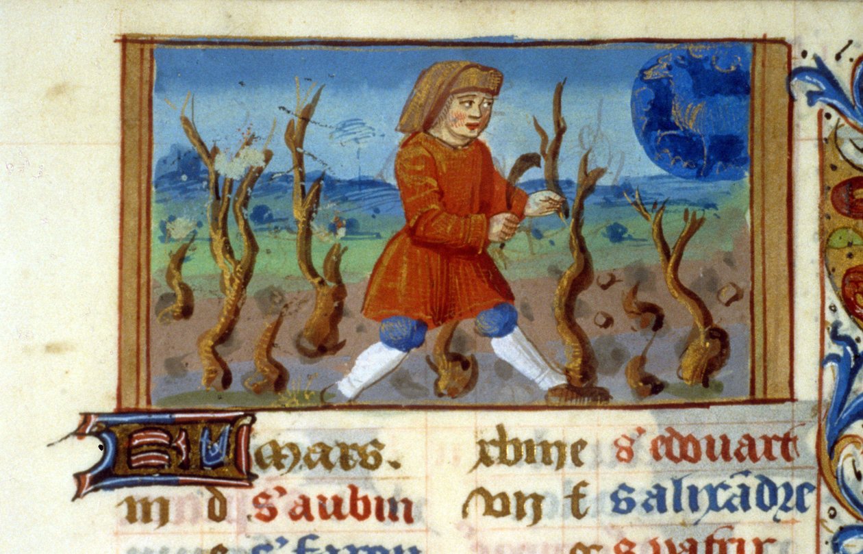 Zodiákus Kos és a fa mérete - Középkori miniatűr (ref. 137, 047r) - Engedély kérése a Toulouse-i Városi Könyvtártól (tel: 05 62 27 66 66) alkotó: Unknown artist