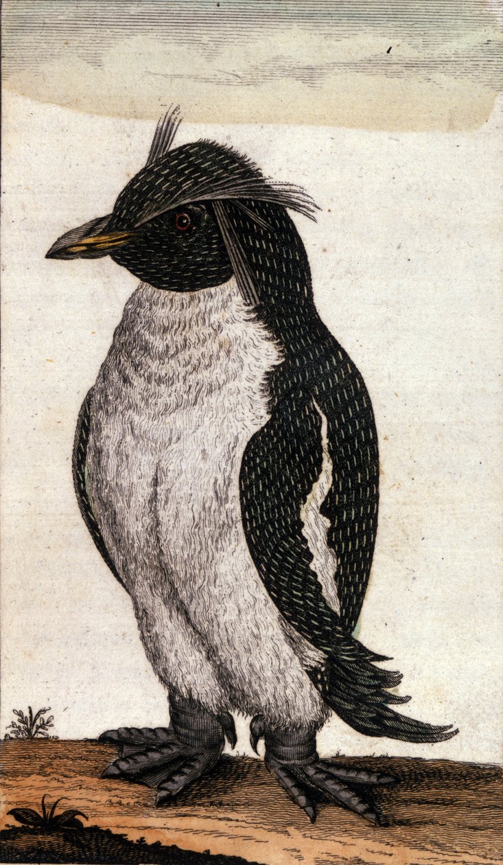 Az Albatros családba tartozó Diomedea madarat ábrázoló állattani térkép. 18. századi metszet alkotó: Unknown artist