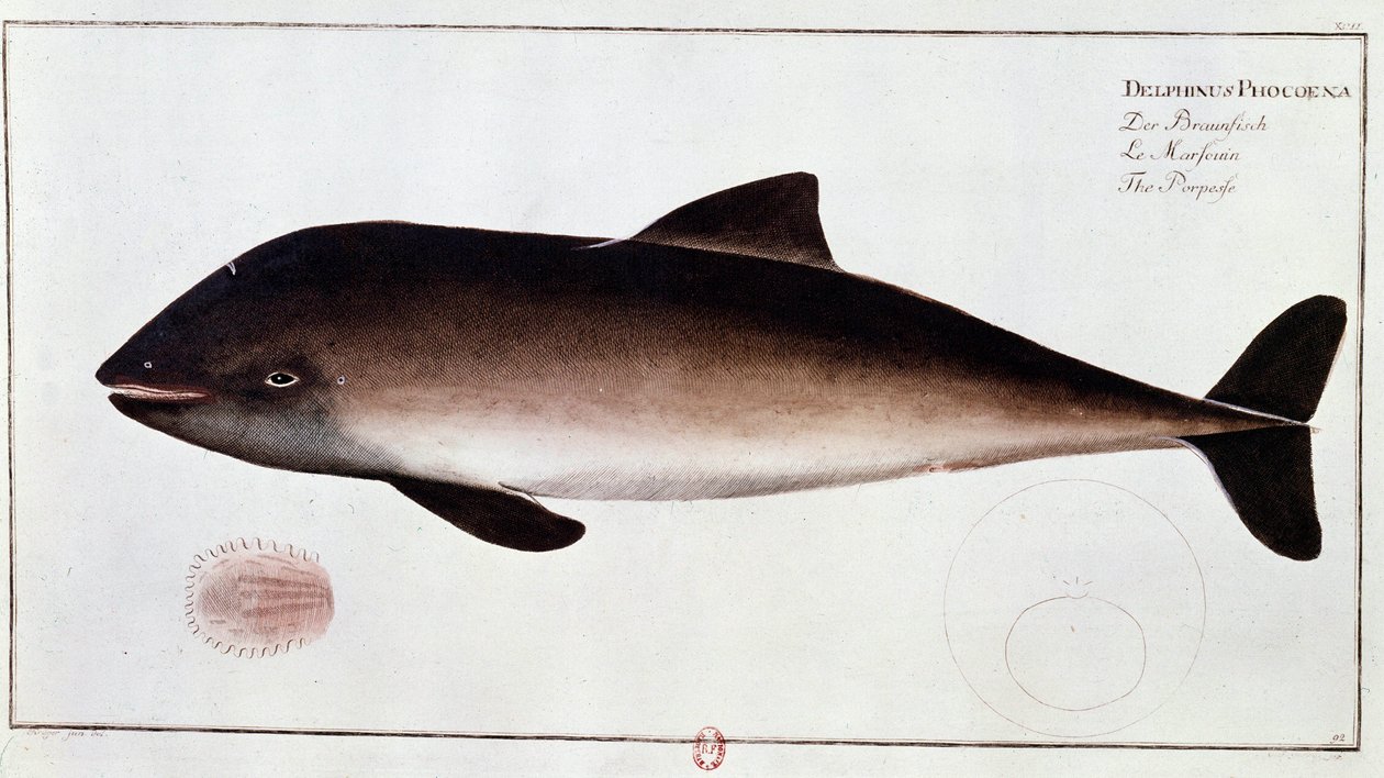 Állattan: barna delfint, vízi emlőst ábrázoló tábla. Nyomtatás a 18. század elejéről B.N. Párizs alkotó: Unknown artist