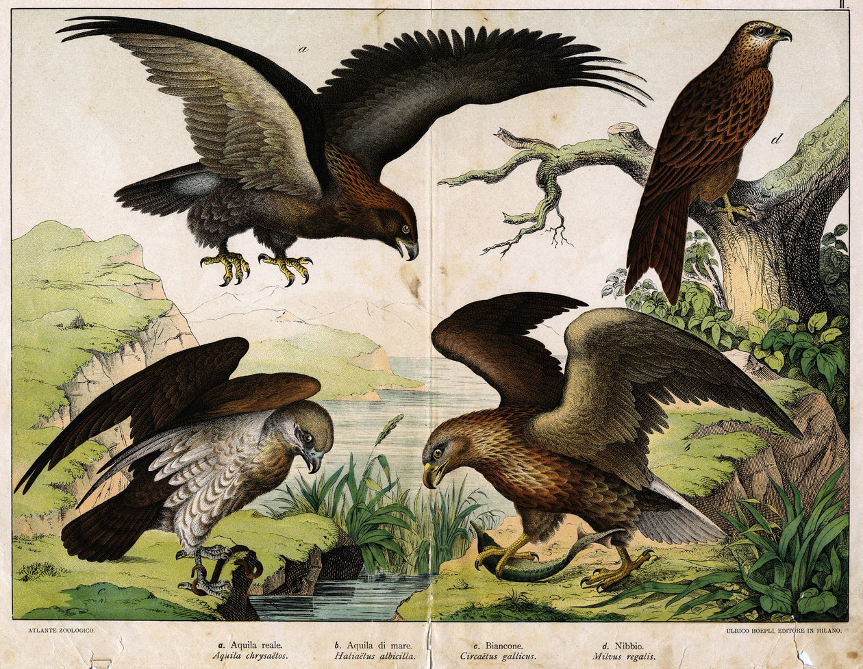 a: Királyi sas (Aquila chrysaetos), b: Tengeri sas (Haliaetus sas), c: Circete, Fehér János (Circaëtus gallicus), d: Milánó (Milvus regalis) - in "Madarak természettörténete", szerk. Hoepli, Milánó alkotó: Unknown artist
