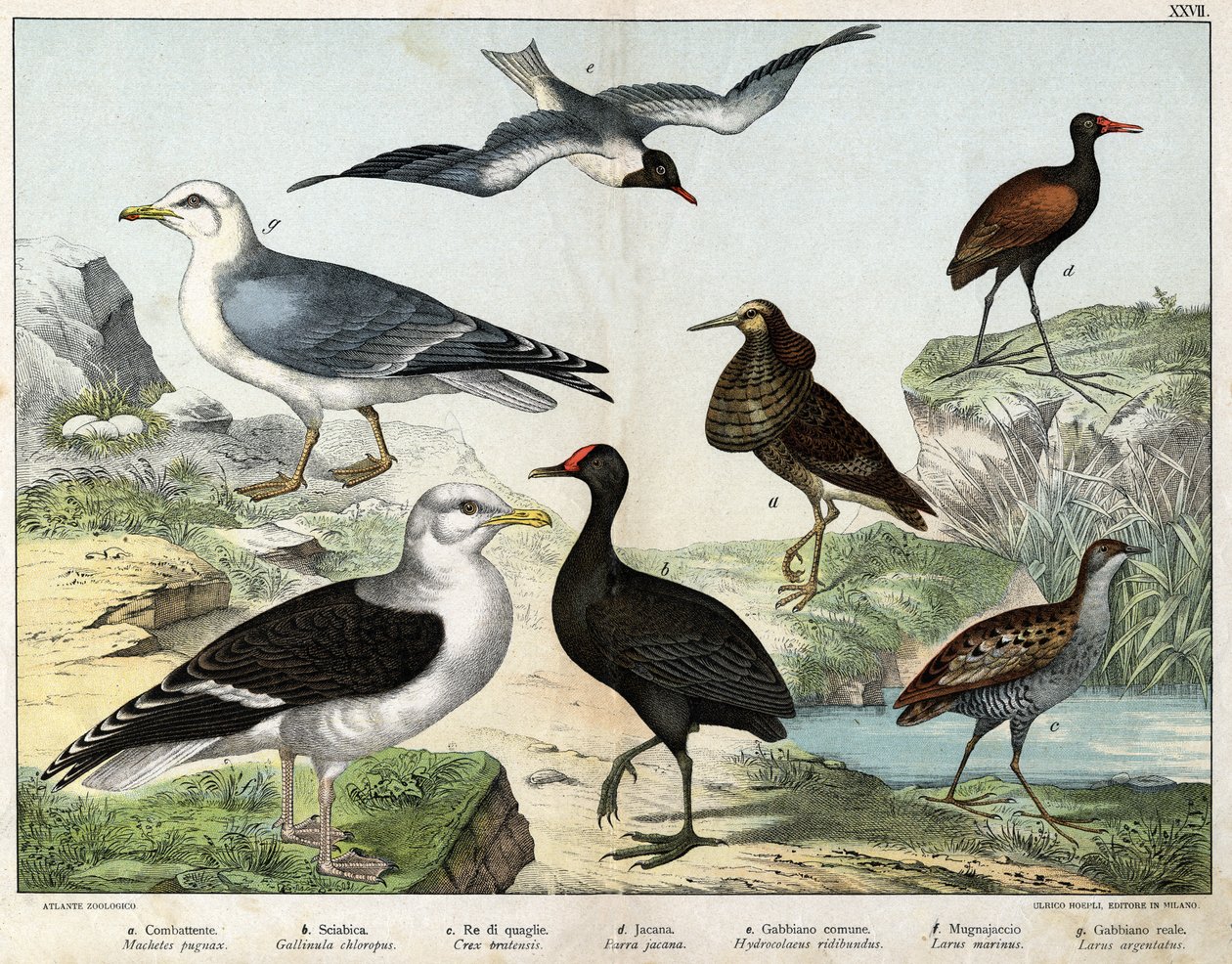 a: A harcos (Machetes pugnax), b: Chicken Gallinula chloropus), c: Rale des genetes (Crex pratensis), d: Jacana (Parra Jacana), e: Fekete szemű sirály (Hydrocolaeus ridibundus), f: Sirály (Larus) marinus), g: Heringsirály (Larus argentus) - In „Natural His alkotó: Unknown artist