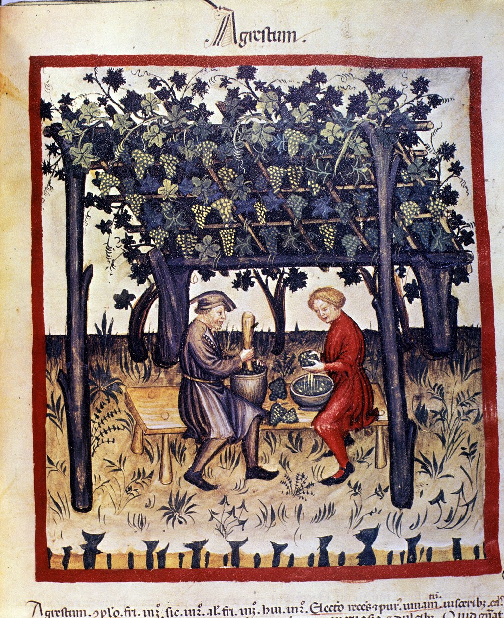 a szőlő préselése szüretkor. Megvilágítás az orvostudomány és a dietetika fejéséből "" Tacuinum sanitatis"" alkotó: Unknown artist
