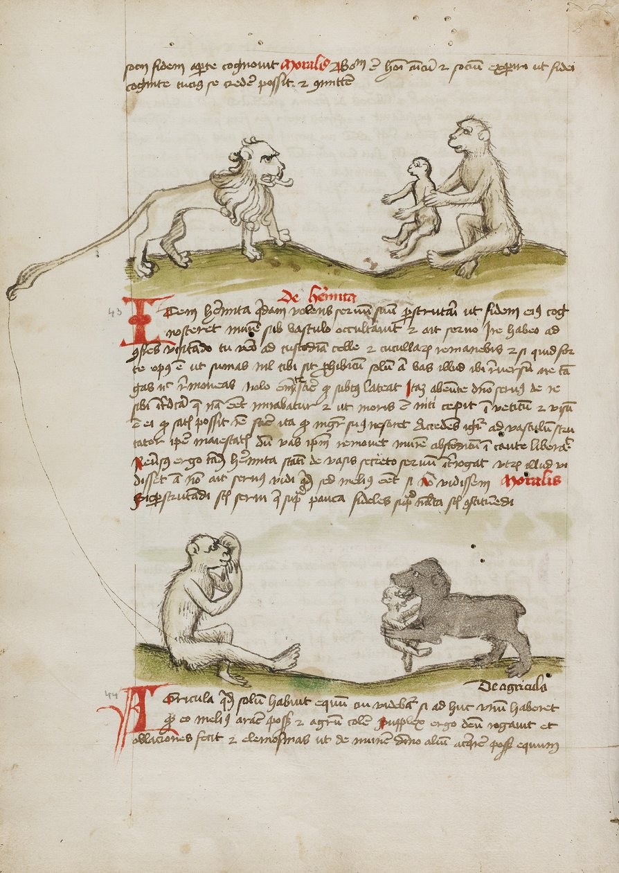 Egy oroszlán egy majommal és a kicsinyével; Egy majom; Egy medve, amelyik megeszi a fiatal majmot. alkotó: Unknown artist/maker