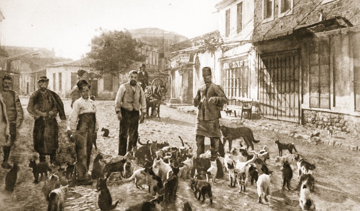Egy török jósága "az ártalmatlan, szükséges macskának": hajléktalan cicák etetése Csanakban a bombázás után, a "The Illustrated War News"-ból (litho) alkotó: Unknown photographer