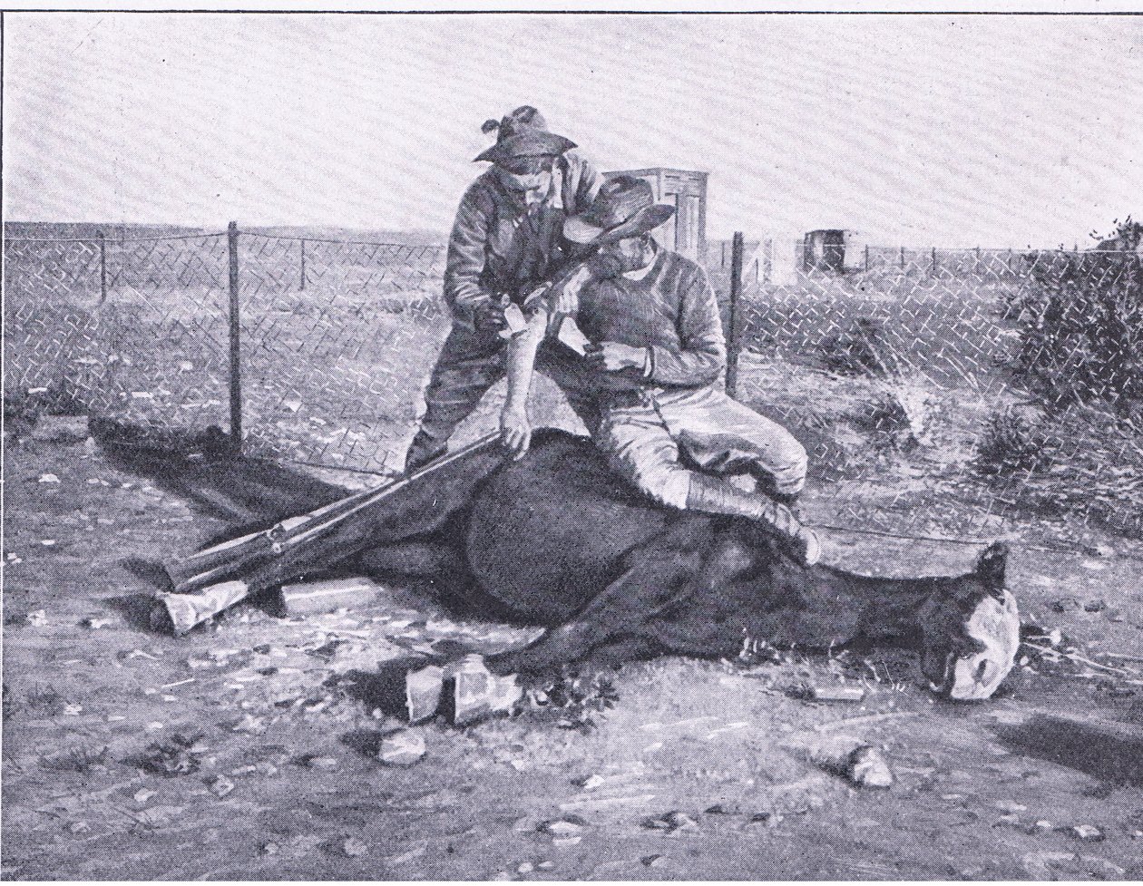 Szűk menekülés. Egy sebesült felderítő, akinek a lovát kilőtték alóla, a Harmsworth Bros Limited által kiadott After Pretoria: The Guerilla War című filmből alkotó: Unknown photographer
