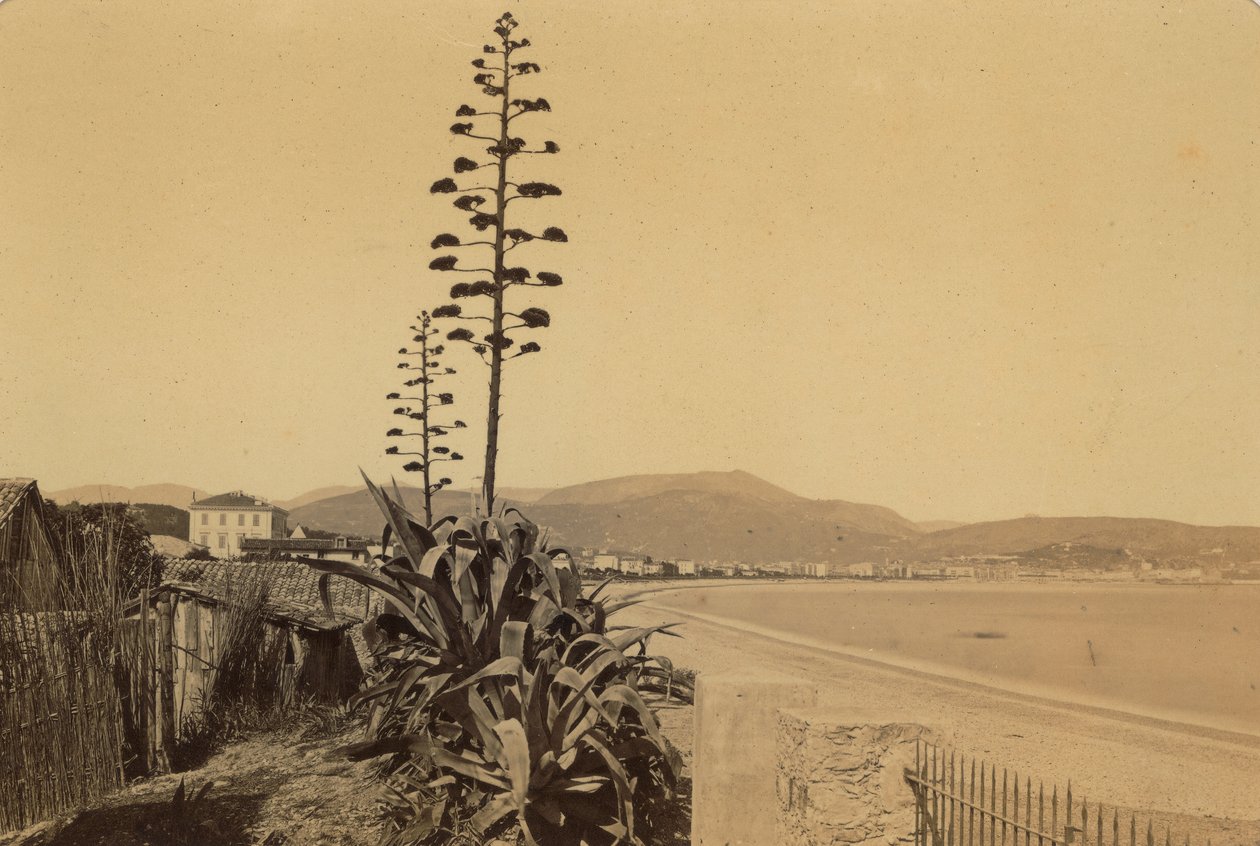 Album "Nice et les environs": Nizzai tengerpart látképe alkotó: Unknown photographer