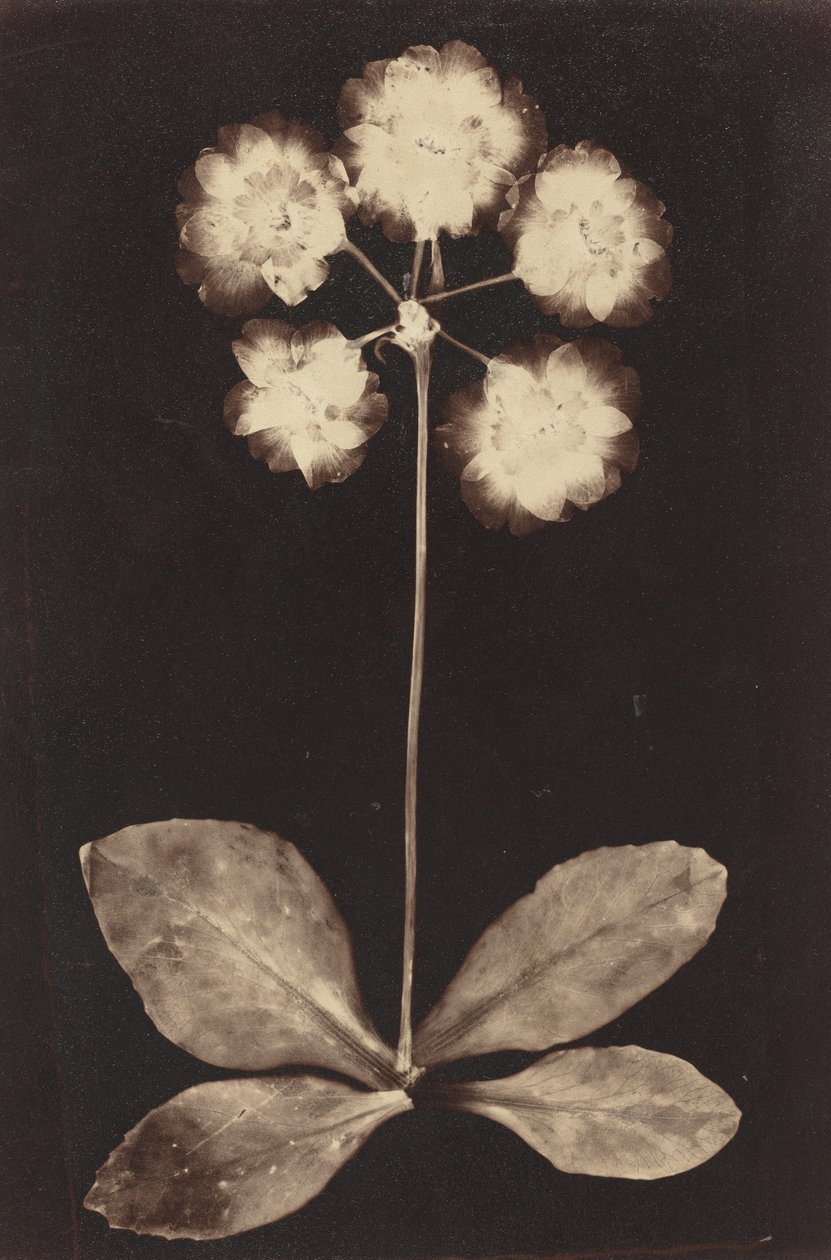 Botanikai fotogram,1860-as évek (fotó) alkotó: Unknown photographer