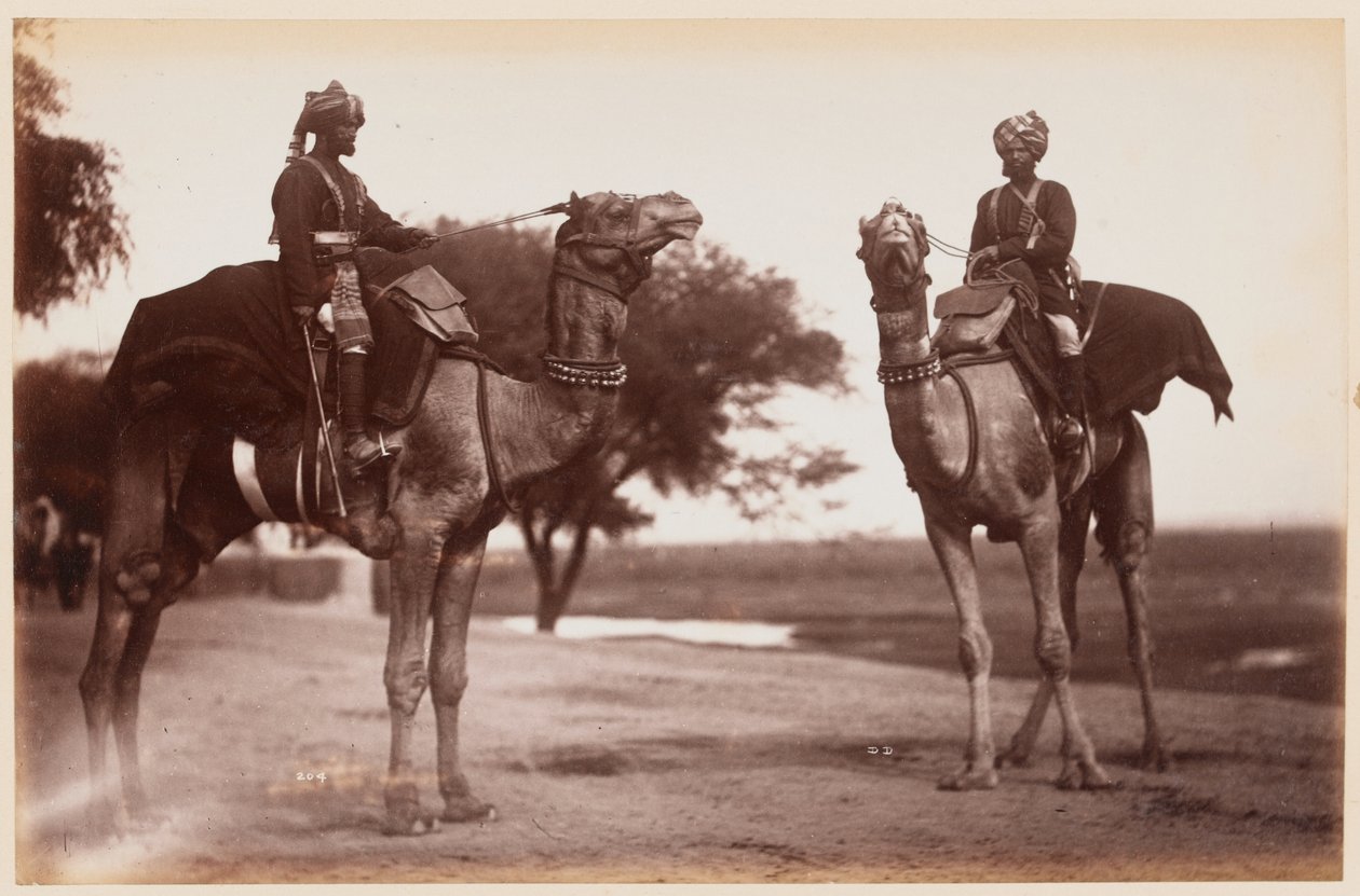 Camel Sowars a Delhi gyakorlótáborban alkotó: Unknown photographer