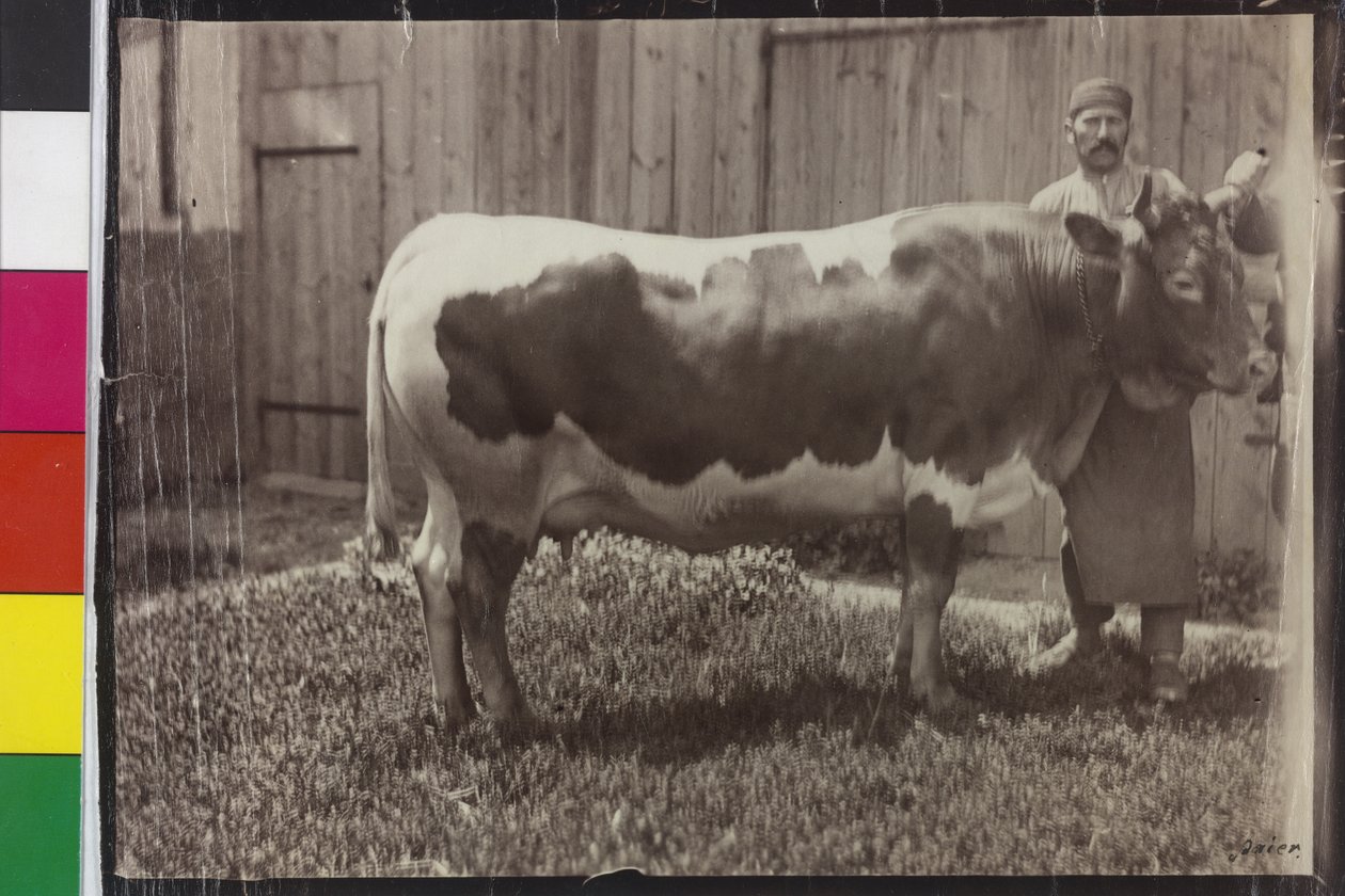 Tehén - Pinzgau Gelbscheck alkotó: Unknown photographer