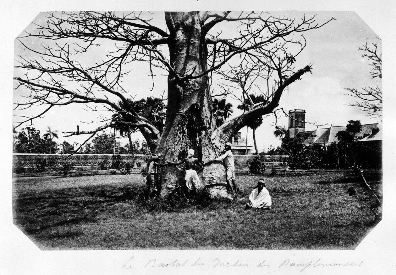 A baobab a grapefruit kertben, Mauritius - a „” Souvenir de l’île Maurice””” 19. században (Henri Bernardin de Saint Pierre (Saint-Pierre vagy St-Pierre), Paul és Virginia) alkotó: Unknown photographer