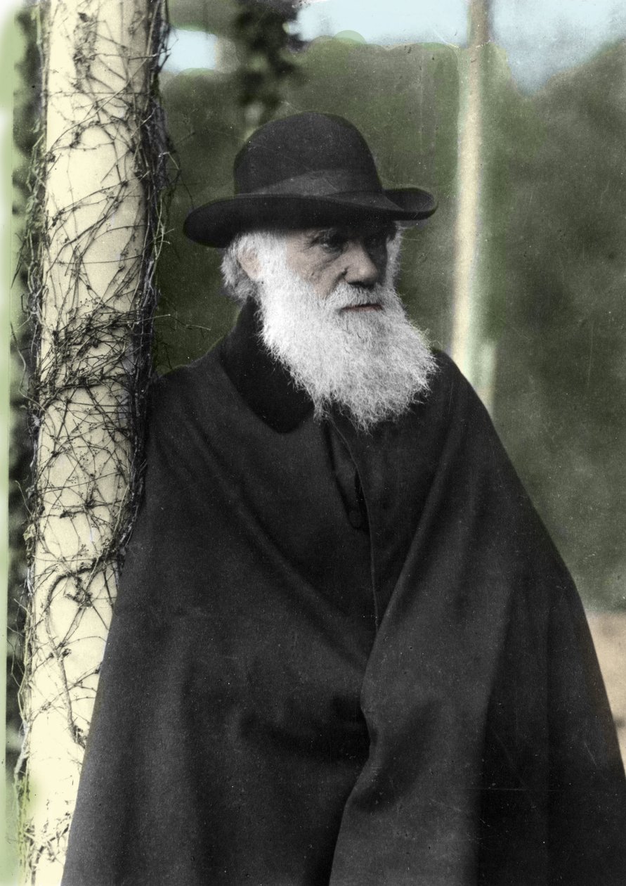 Charles Darwin (1809-1882) angol természettudós fényképes portréja 1881-ben. alkotó: Unknown photographer