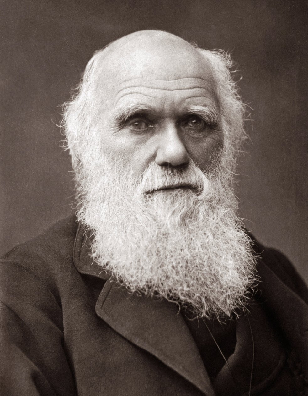 Charles Robert Darwin angol természettudós (1809-1882) alkotó: Unknown photographer