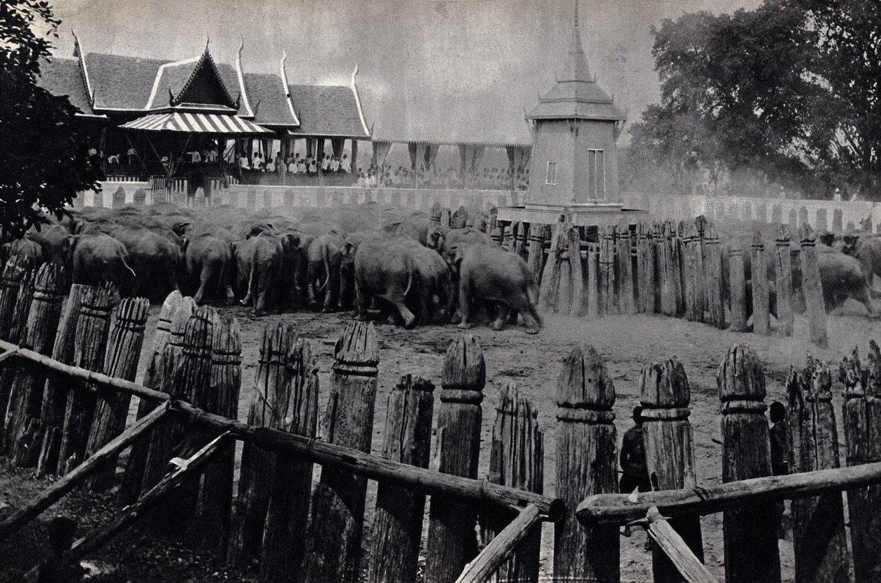 Bangkok királyi elefántjai alkotó: Unknown photographer
