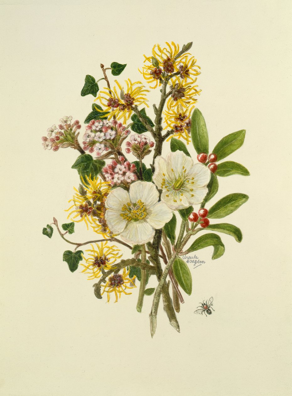 Skimmia Japonica, Hamamelis, Viburnum és Hellebore (wc papíron) alkotó: Ursula Hodgson