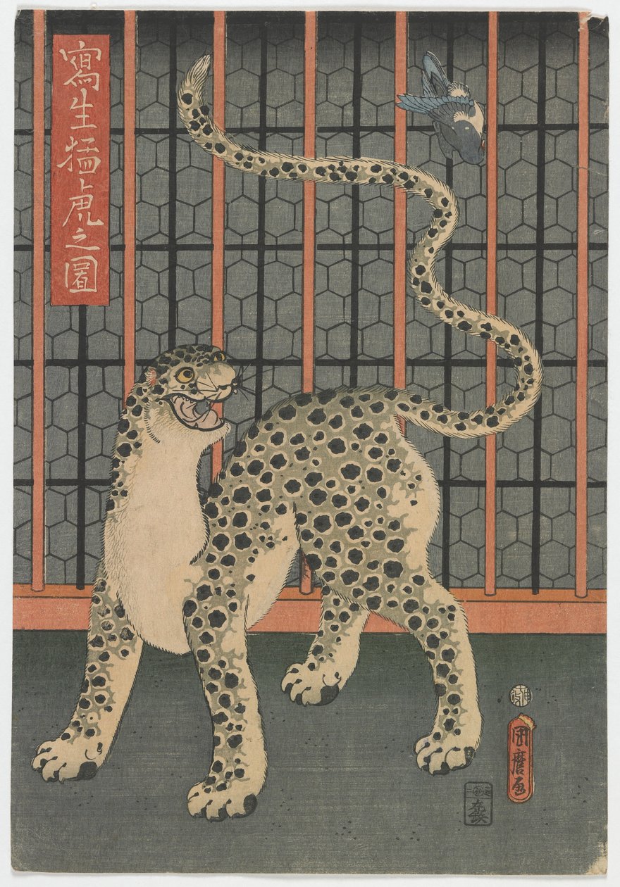 Életből rajzolt leopárd, Edo-korszak, 1860 (színes fatömbnyomat) alkotó: Utagawa Kunimaro